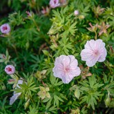 White Cranesbill